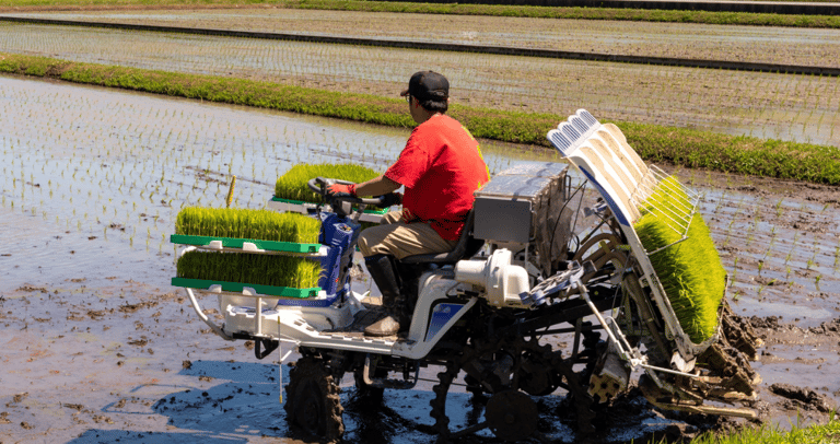 A farmer operates a rice transplanter machine to plant green seedlings in a flooded paddy field.
