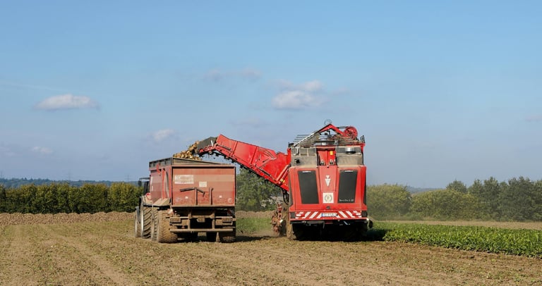 A red sugar beet harvester loading harvested crops into a large tractor trailer in a rural farm field.