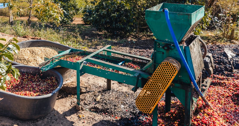 A green industrial coffee pulping machine processing red coffee cherries in an outdoor farm setting.