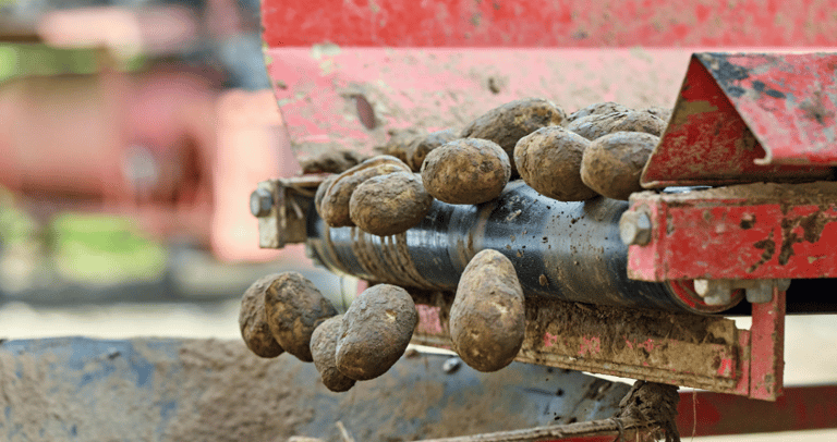 Freshly harvested organic potatoes moving along a red industrial sorting conveyor belt machine.