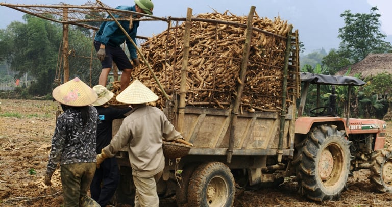 Farmers loading harvested cassava roots onto a tractor trailer in a rural field.