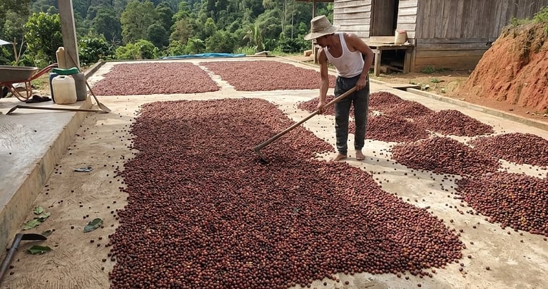 Petani Sin Coffeshop Palu yang sedang mengeringkan biji kopi.