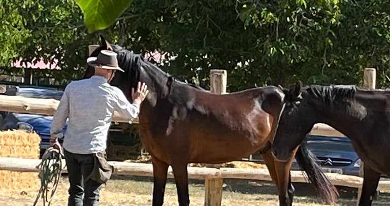 Doma con tiempo, observando y entendiendo al individuo, caballos marismeños a prueba de todo.