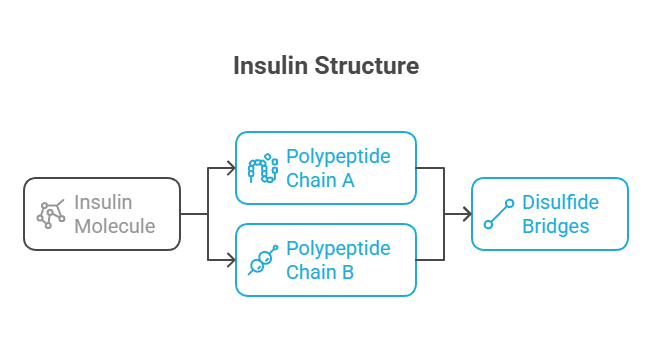 Insulin structure