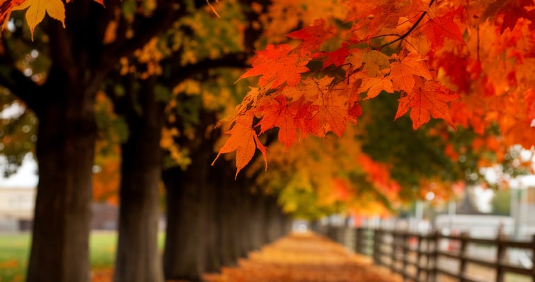 Fall Landscape Photo