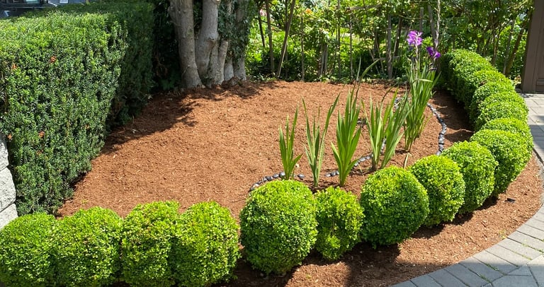 Mulched Boxwood Hedges