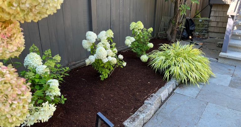 Mulched Hydrangeas