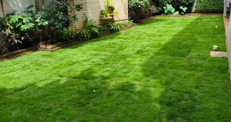 lawn grass suppliers in Andhra Pradesh
