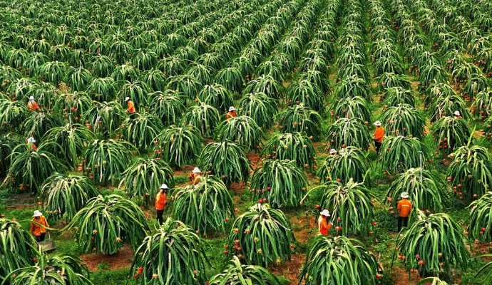 VIET FRUIT dragon fruit farm
