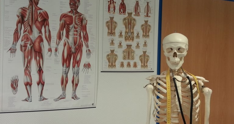 Cartelli anatomici di studio medico
