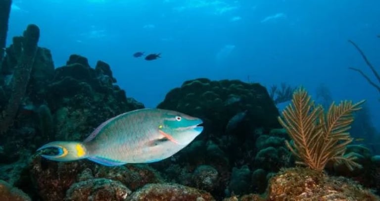 Bonaire Snorkeling