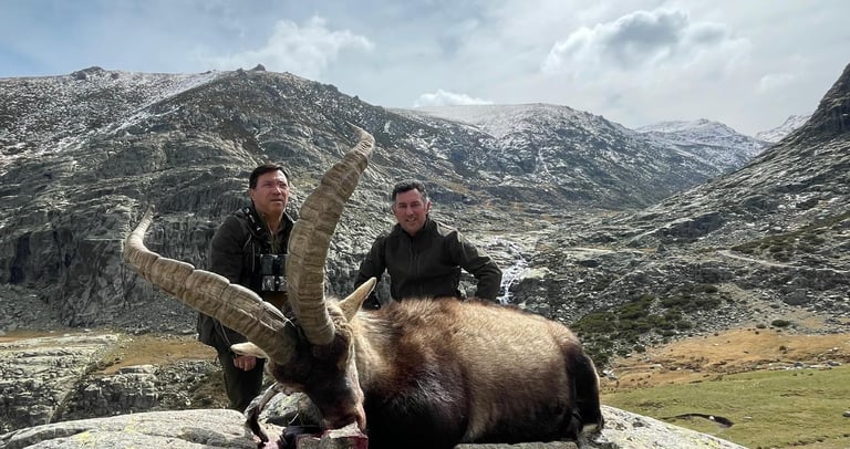 Caza de Macho Montés en sierra de Gredos con SERCAZA