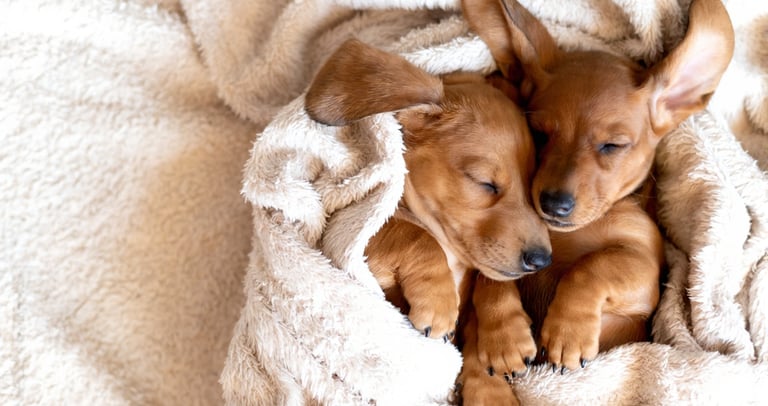 Twee puppy's liggen warm en veilig onder een zachte hondenmand deken.
