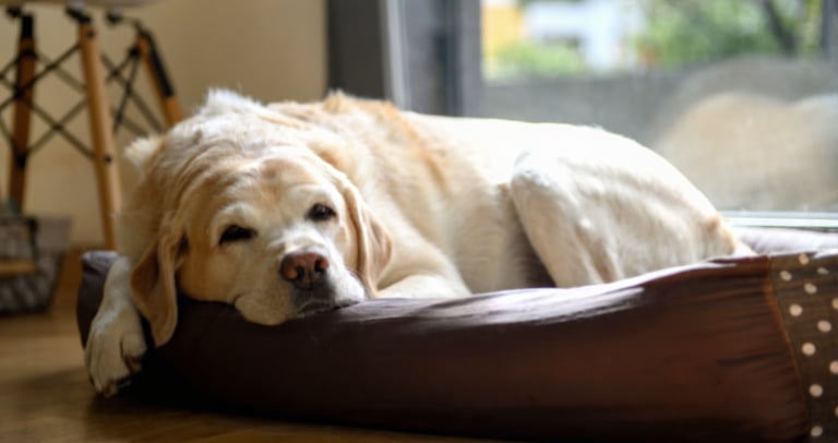 Labrador retriever rust in een duurzame, waterdichte hondenmand voor buiten.
