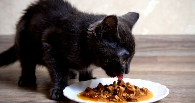 Zwarte kitten eet smakelijk natvoer van een wit schoteltje