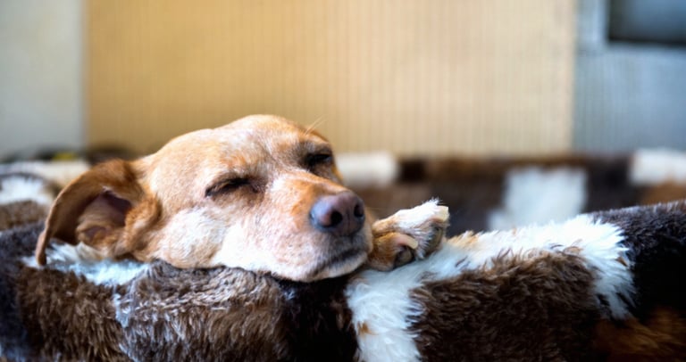 Hond slaapt vredig op een zacht warmtekussen tijdens een koude dag.