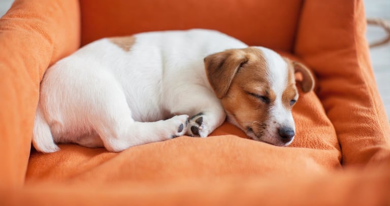 Kleine Jack Russell Terriër opgerold in een passende oranje hondenmand.