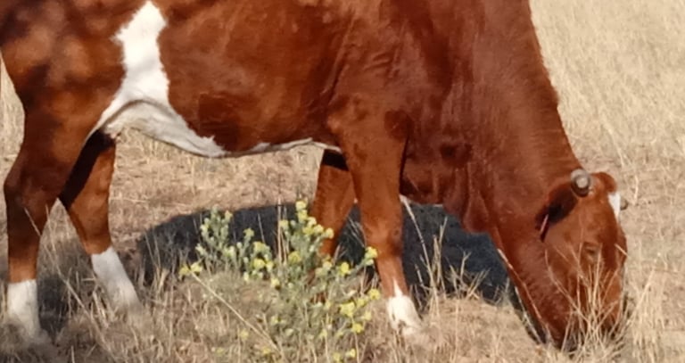 cow having lunch