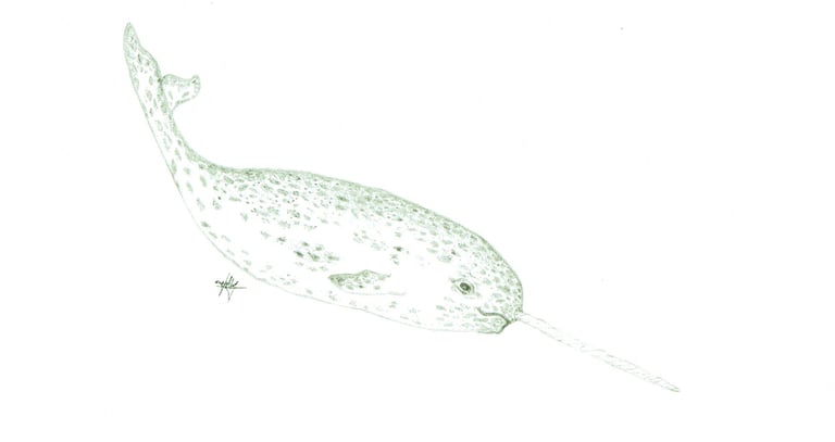 narval descendant 6''X9''