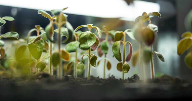 Young green seedlings growing in soil under indoor grow lights for a spring garden.