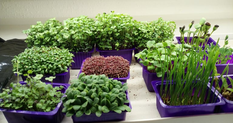 a picture of Early Greens microgreens nursery  produce