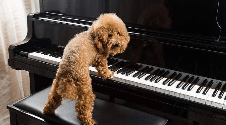 https://pupcareandtraining.com/hardest-things-to-teach-a-dog