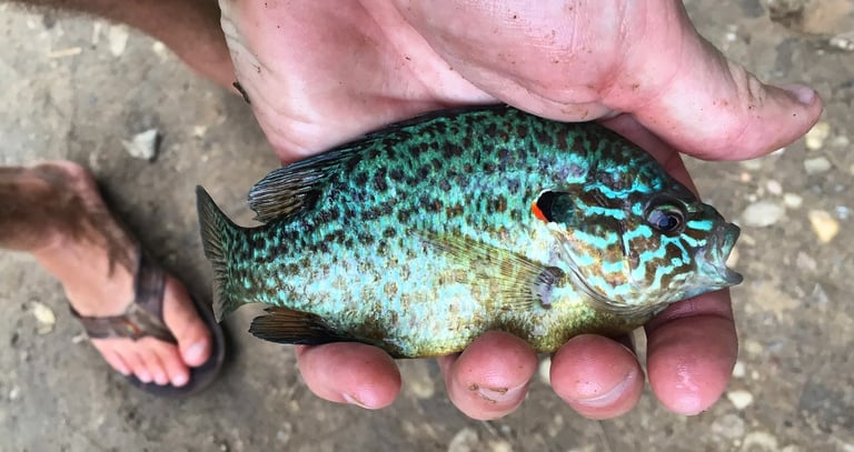 Sunfish caught in Maryland