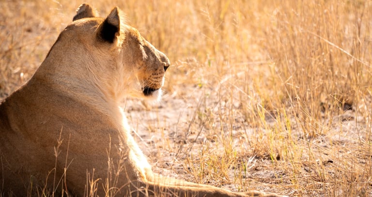 une lionne au repos dans la savane du Botswana en safari