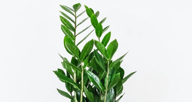 zamioculcas