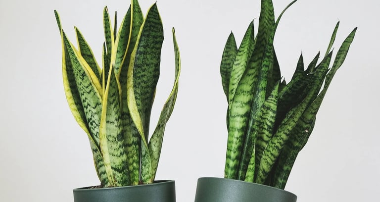 Sansevieria