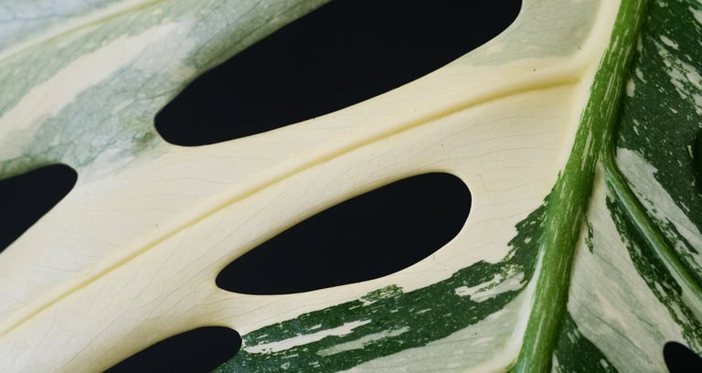 Monstera deliciosa Albo Variegata