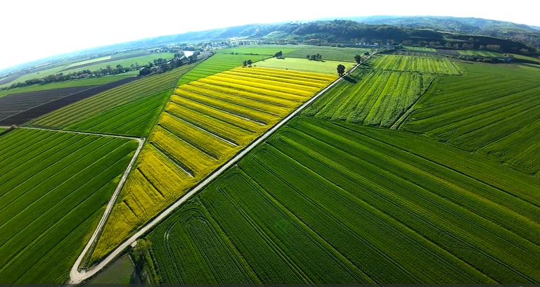 Campo di girasoli - Monterotondo