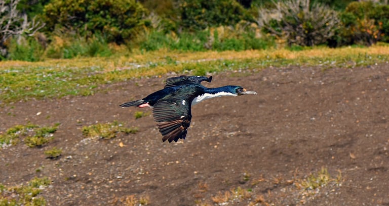 Cormorant does a flyover of Penguin Island