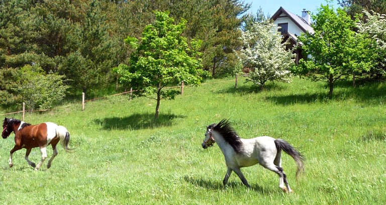 domek w sosnowym lesie, konie