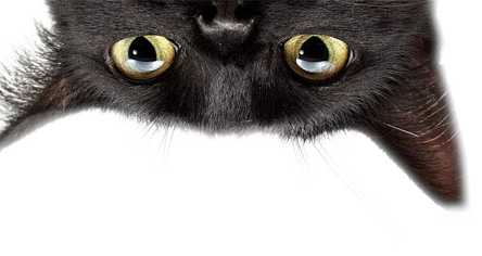 Vacinas para Gatos