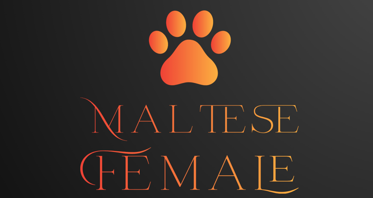 Maltese Female Perfect Paw Pups