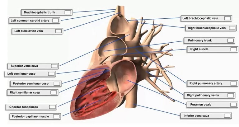 a diagram of the anatomy of the human heart
