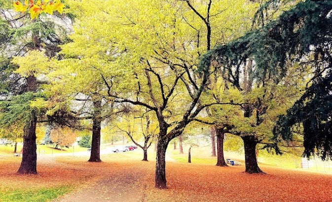 Portland, OR - A single yellow tree in the midst of dark green trees is striking