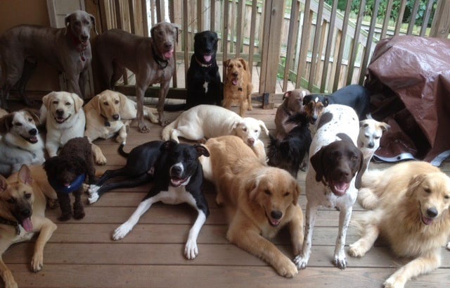 Happy dogs at dog day care