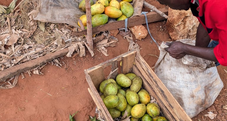 Conelly is preparing Mangos at the AAK farm