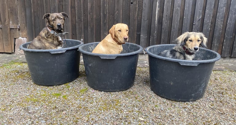 Milo, Nele und Winni sitzen in Tonnen - sozusagen alle in einem Boot.
