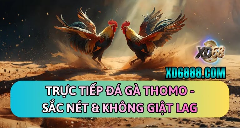 Xem trực tiếp đá gà thomo xd68 sắc nét tại XD6888.com