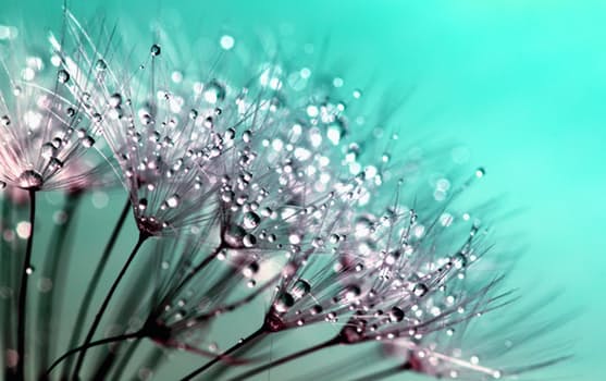 Dew on delicate flowers