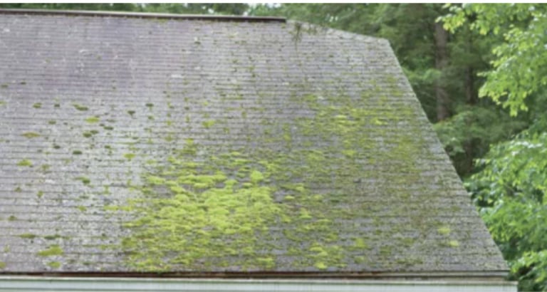 Algae on roof tiles that needs removing
