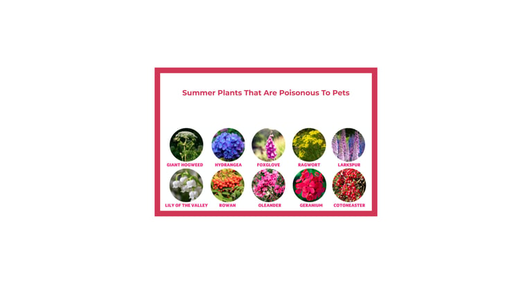Summer plants toxic to dogs including hydrangea, foxglove, oleander, larkspur, ragwort, and others.