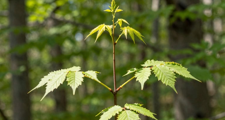 new growth appears from the roots upwards