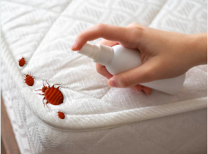 Punaises de lit sur un matelas