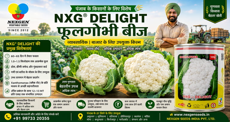 NXG® DELIGHT फूलगोभी बीज – पंजाब के किसानों के लिए गुणवत्तापूर्ण फूलगोभी बीज