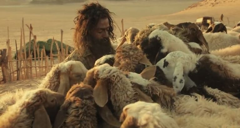 The goat life scene with goats identity