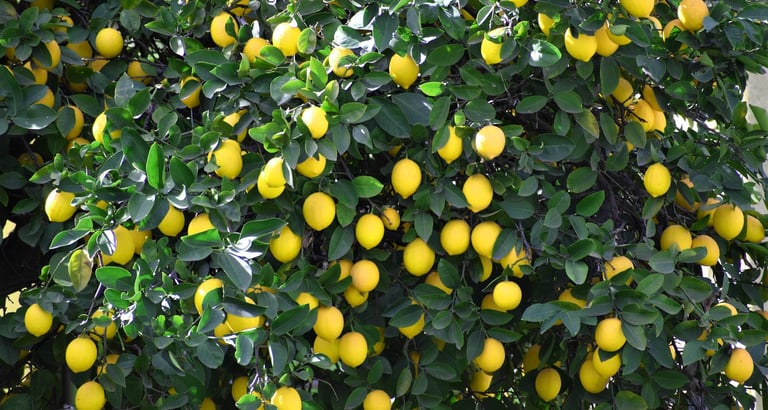 lemon trees